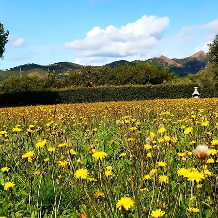 Il Mandorlo 아파트 *