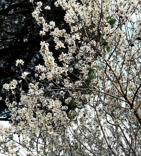 Il Mandorlo Apartment Capoliveri (Isola d'Elba)